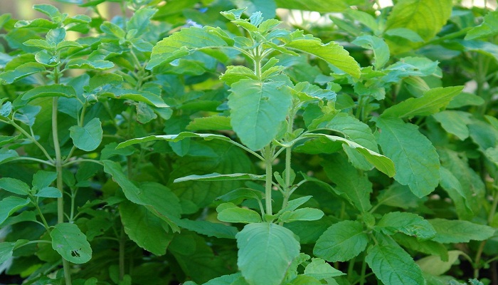 tulsi ka sevan kare